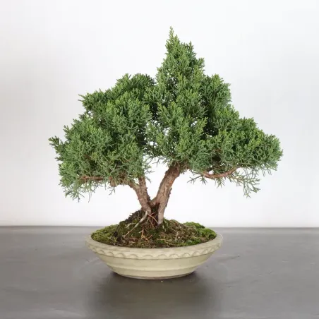 GENÉVRIER "JUNIPERUS KISHU" 3-5