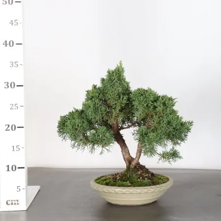 image supplémentaire - GENÉVRIER "JUNIPERUS KISHU"...