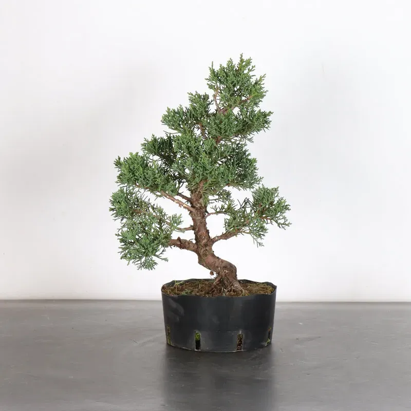GENÉVRIER "JUNIPERUS KISHU" 3-6