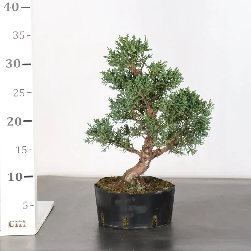 image supplémentaire - GENÉVRIER "JUNIPERUS KISHU"...