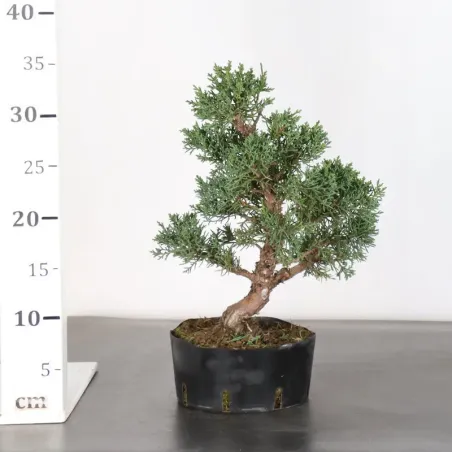 image supplémentaire - Juniper "juniperus kishu" 3-6