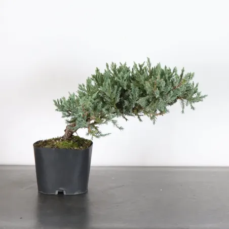 PREBONSAI GENÉVRIER Juniperus horizontalis "Blue Chip" 3-7