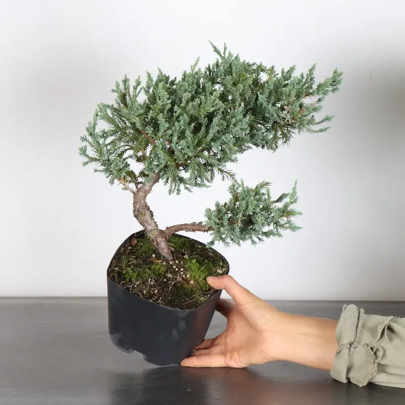 image supplémentaire - PREBONSAI GENÉVRIER...