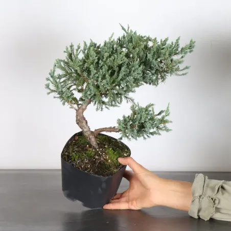 image supplémentaire - PREBONSAI JUNIPER Juniperus...