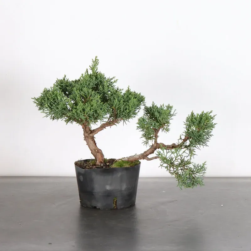 Juniper "juniperus kishu" 3-8