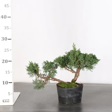 image supplémentaire - Juniper "juniperus kishu" 3-8