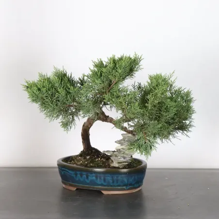 image supplémentaire - GENÉVRIER "JUNIPERUS...
