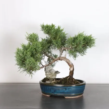 GENÉVRIER "JUNIPERUS COMMUNIS" 3-9
