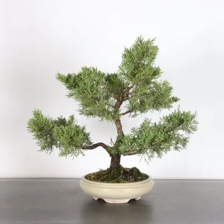 GENÉVRIER "JUNIPERUS COMMUNIS" 3-10
