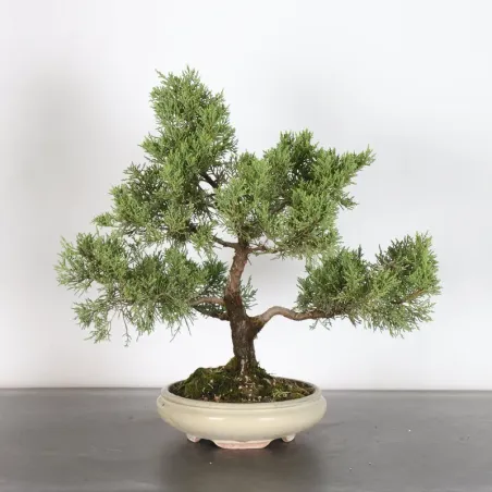 image supplémentaire - GENÉVRIER "JUNIPERUS...