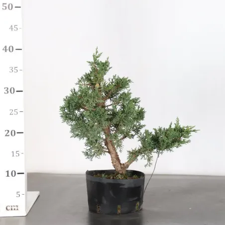 image supplémentaire - GENÉVRIER "JUNIPERUS KISHU"...