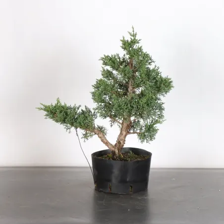 JUNIPER "JUNIPERUS KISHU" 3-11