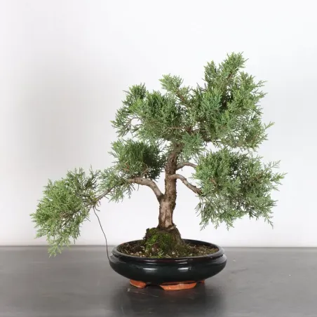 GENÉVRIER "JUNIPERUS COMMUNIS" 3-12