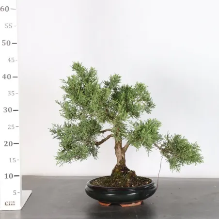 image supplémentaire - GENÉVRIER "JUNIPERUS...