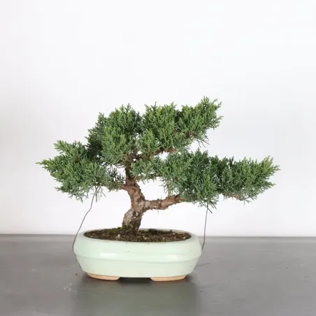 GENÉVRIER "JUNIPERUS KISHU" 3-13