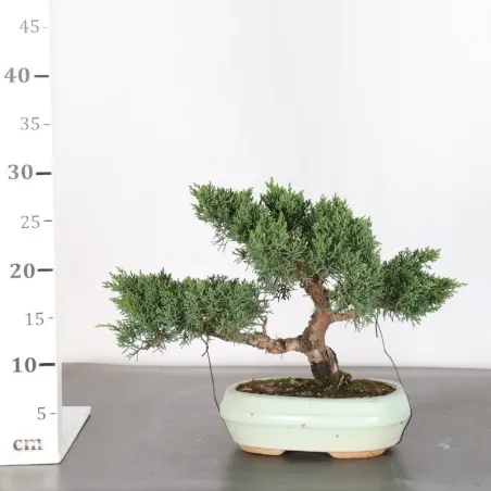 image supplémentaire - GENÉVRIER "JUNIPERUS KISHU"...