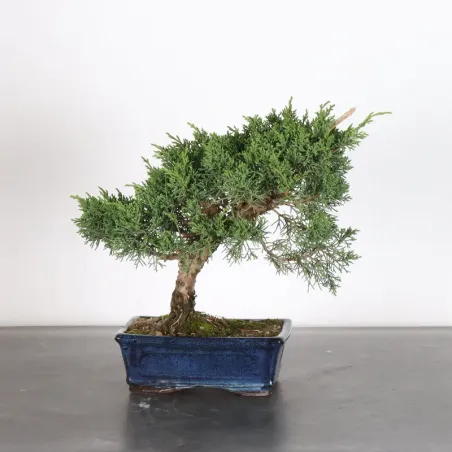 GENÉVRIER "JUNIPERUS KISHU" 3-14