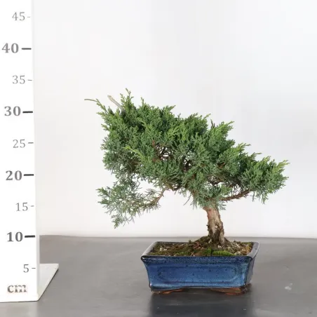 image supplémentaire - GENÉVRIER "JUNIPERUS KISHU"...