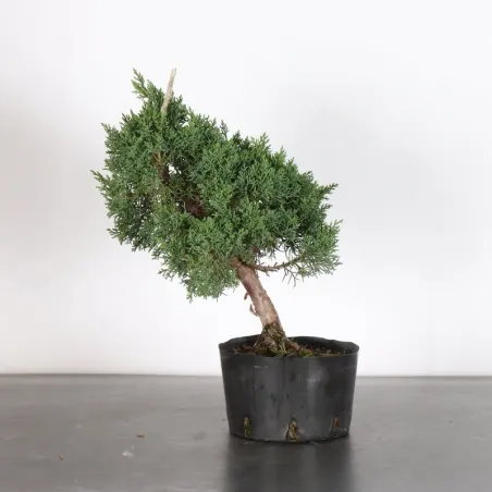 GENÉVRIER "JUNIPERUS KISHU" 3-15