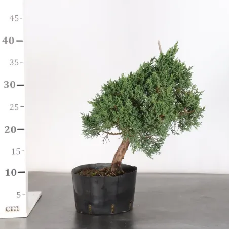 image supplémentaire - GENÉVRIER "JUNIPERUS KISHU"...