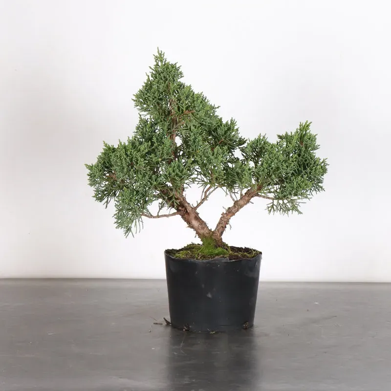 GENÉVRIER "JUNIPERUS KISHU" 3-16
