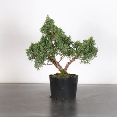 JUNIPERUS KISHU 3-16