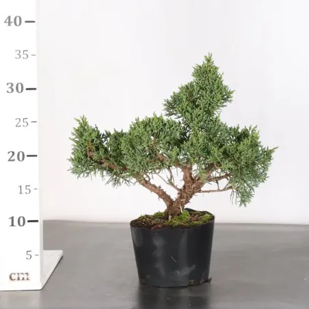 image supplémentaire - GENÉVRIER "JUNIPERUS KISHU"...