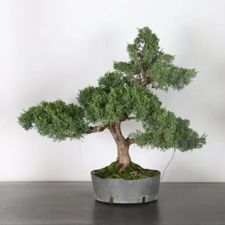JUNIPER "JUNIPERUS KISHU" 4-1