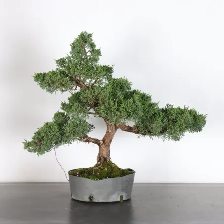 image supplémentaire - GENÉVRIER "JUNIPERUS KISHU"...