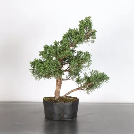 PREBONSAI JUNIPERUS KISHU 4-2