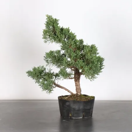 image supplémentaire - PREBONSAI JUNIPERUS KISHU 4-2