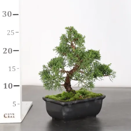image supplémentaire - JUNIPER "JUNIPERUS KISHU" 4-3