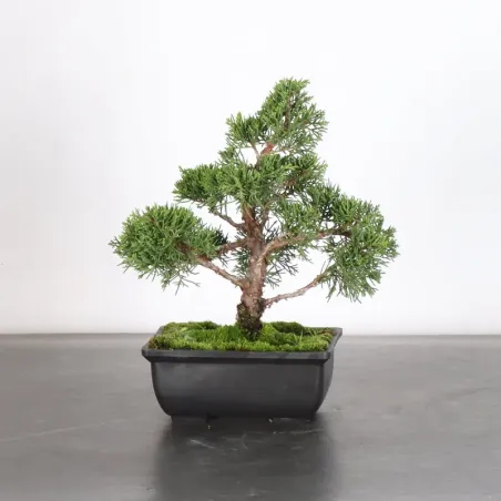 JUNIPER "JUNIPERUS KISHU" 4-3