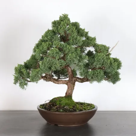 GENÉVRIER "JUNIPERUS KISHU" 4-7
