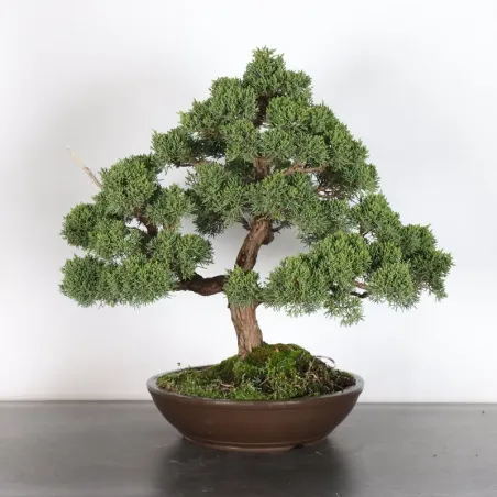 image supplémentaire - GENÉVRIER "JUNIPERUS KISHU"...