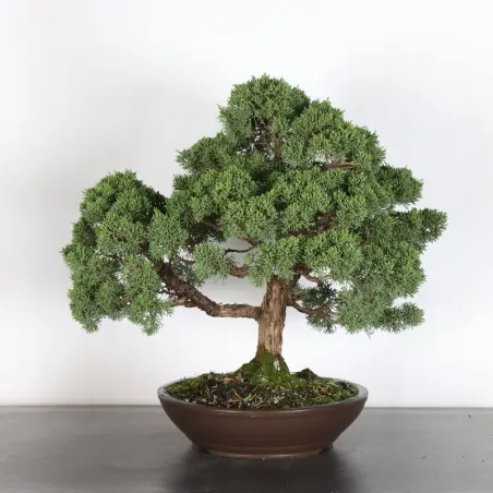 GENÉVRIER "JUNIPERUS KISHU" 4-10