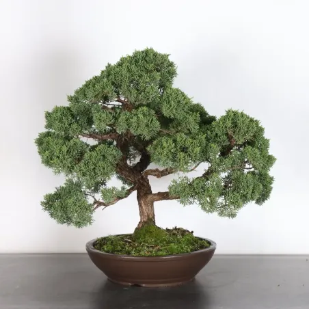 image supplémentaire - GENÉVRIER "JUNIPERUS KISHU"...