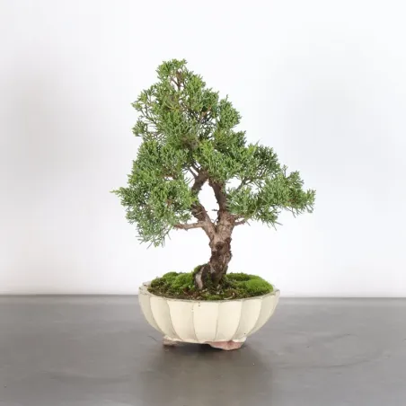 GENÉVRIER "JUNIPERUS KISHU" 4-4