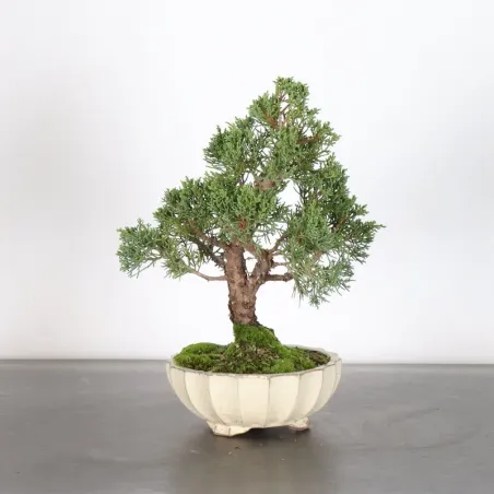image supplémentaire - GENÉVRIER "JUNIPERUS KISHU"...