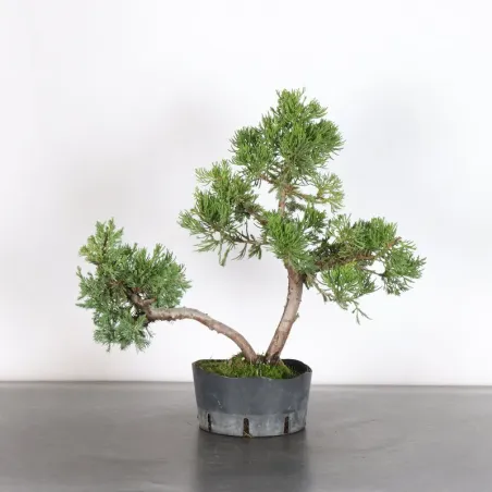 GENÉVRIER "JUNIPERUS CHINENSIS FORMOSA" 4-5