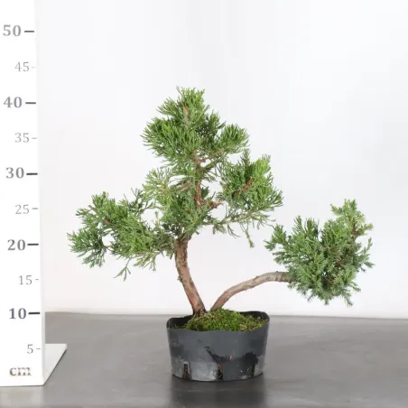 image supplémentaire - GENÉVRIER "JUNIPERUS...