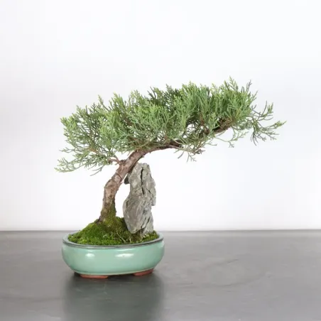 GENÉVRIER "JUNIPERUS COMMUNIS" 4-6