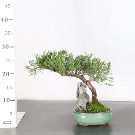 image supplémentaire - GENÉVRIER "JUNIPERUS...