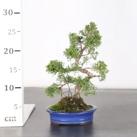 image supplémentaire - JUNIPER "JUNIPERUS...