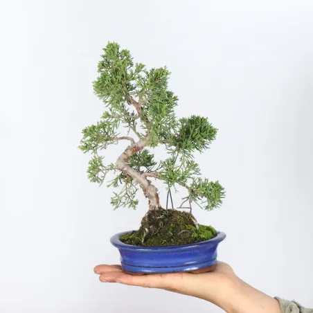 GENÉVRIER "JUNIPERUS ITOÏGAWA" 4-8