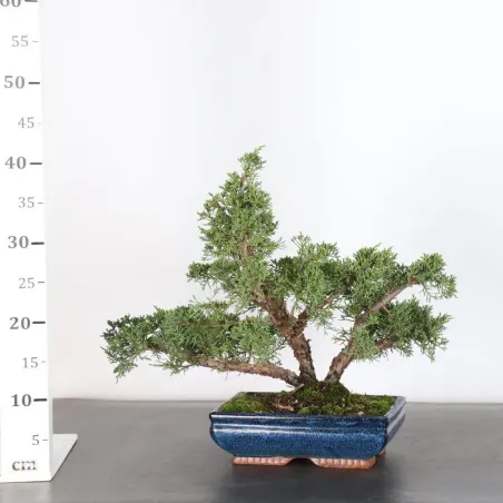 image supplémentaire - JUNIPER "JUNIPERUS KISHU" 4-9