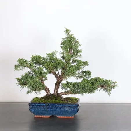 GENÉVRIER "JUNIPERUS KISHU" 4-9