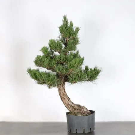 JAPANESE BLACK PINE "THUNBERGII" 1-1