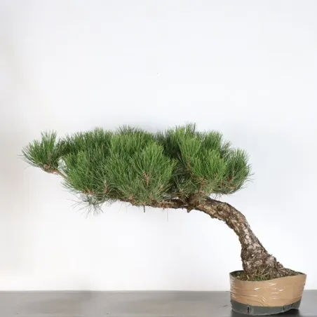 PIN NOIR DU JAPON "PINUS THUNBERGII" 1-15