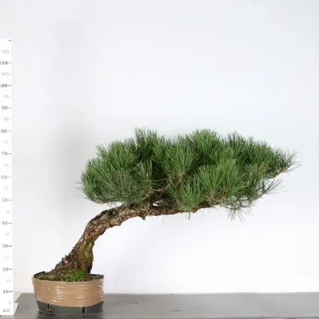 image supplémentaire - PIN NOIR DU JAPON "PINUS...